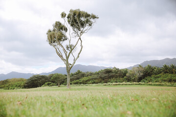 Tree at Kualoa Regional Park, Oahu, Hawaii