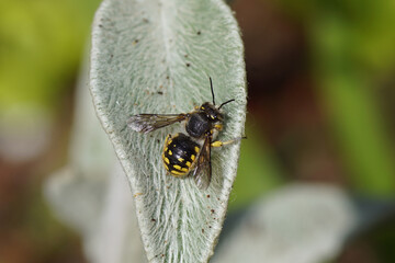 European wool carder bee (Anthidium manicatum) family Megachilidae, the leaf-cutter bees or mason bees on a hairy leaf of lamb's-ear or woolly hedgenettle. June, Netherlands