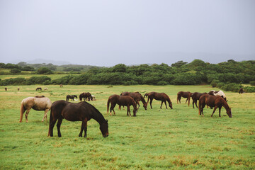Horses in Gunstock Ranch, Oahu island Hawaii | Nature Landscape Travel