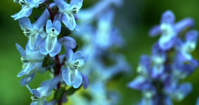 The flower of the Corydalis solida, the fumewort