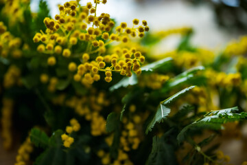 Beautiful mimosa flowers in the kitchen.
Modern lifestyle image.