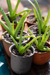 Morning outdoor activity to watering aloe vera pot plant