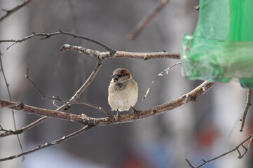 sparrow on a branch