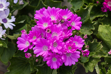 Fototapeta premium Colorful flowers cineraria blooming outdoors in spring，Pericallis hybrida
