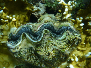 Tridacna
