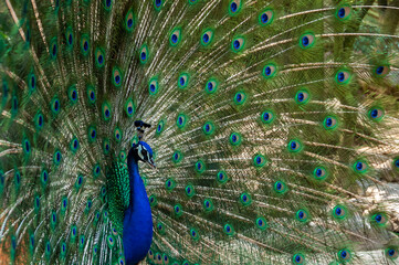 Obraz premium Peacock (pavo cristatus) in a diagonal position with its wings spread out filling the frame with beautiful colors.