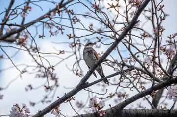 Japanese bird on sakura branch looking to the left. Shallow depht of field.