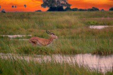 running antelope Waterbuck (Kobus ellipsiprymnus) in the african savannah namibia kruger park botswana masai mara