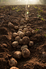 Organic potato harvest in the fields.