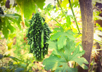 An image of fresh green bitter gourd vegetable at field