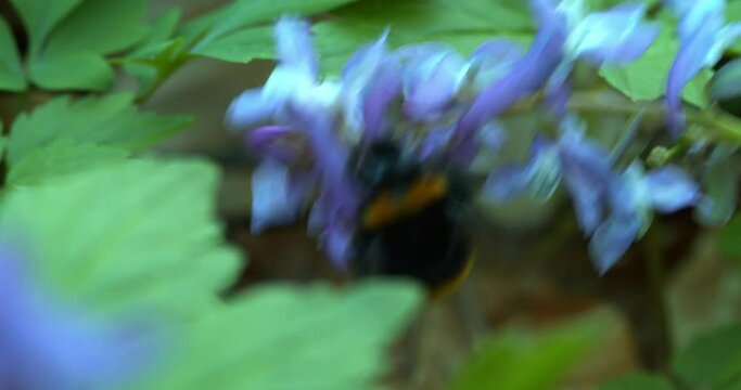 Pollination of the fumewort (Corydalis solida) by the bumbleebee in early spring