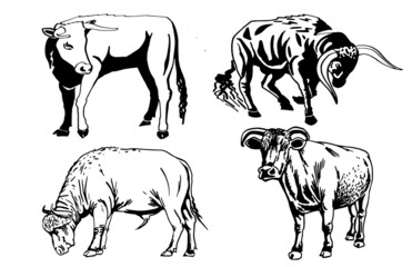 Hand-drawn set of bulls on white background,vector illustration