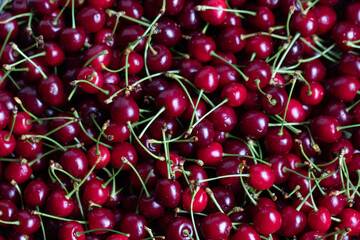 Sweet Ripe Red Cherry Background. Prunus avium. Treat of the Nature