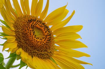 Naklejka premium Beautiful blooming sunflowers against the sky backdrop.