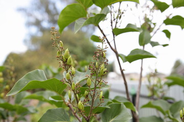After blooming lilac branch with green fruits close-up