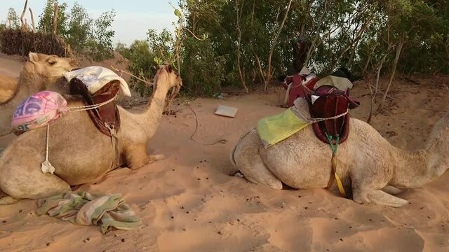 dromadaire dans le d&eacute;sert de Lompoul au S&eacute;n&eacute;gal