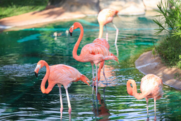 Flamingos birds in Honolulu Zoo Oahu Hawaii. Flamingoes are a type of wading bird in the family...