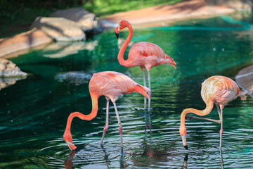 Flamingo birds in Honolulu zoo Oahu Hawaii
