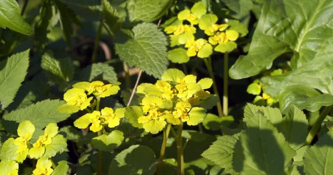 Chrysosplenium alternifolium, alternate-leaved golden-saxifrage in the forest