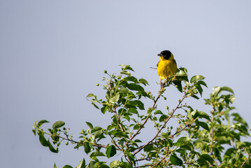 Black headed bunting singing, perched in a bush, against blue sky