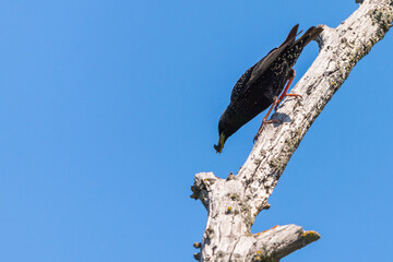 Common Starling or Sturnus vulgaris, also known as the European Starling or just Starling