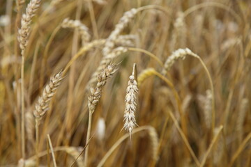 Golden yellow wheat ears closeup on the field at autumn day, background texture
