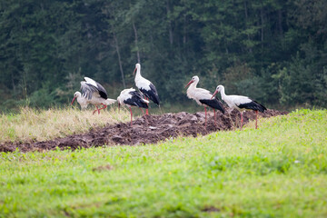 white stork in the nest © Salons