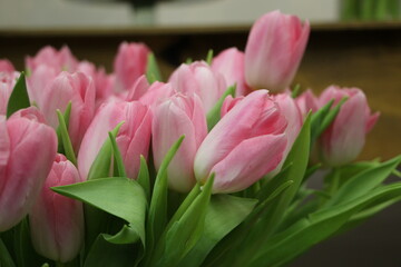 Light pink tulips with green leaves (Dynasty - flower variety)