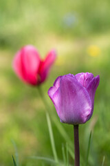Spring Tulips Across Green Background