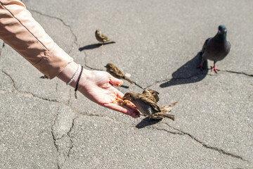 Fototapeta premium Feeding Sparrow on Hand