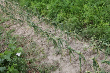 Obraz premium Knotted garlic tops on a garden bed, village vegetable growing