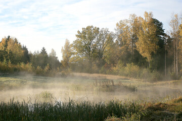 autumn landscape with fog