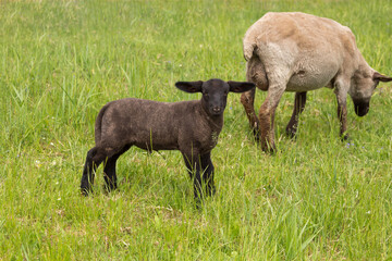 Cute Little Sheep Lamp On Meadow