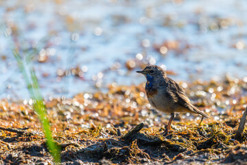 Bluethroat or Luscinia svecica. The beautiful bird sings a spring song in the wild nature. Wild bird in a natural habitat. Wildlife Photography