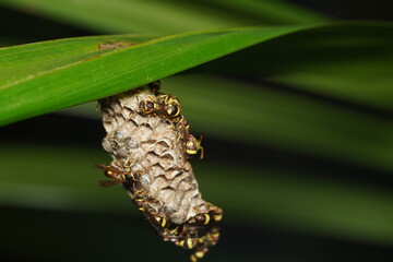 Ropalidia or paper wasp nest hanging on green leaf