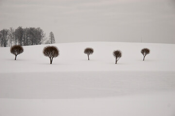 Winter tree  in snow area