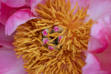 Close-up of centre of  Wild Mudan Pink Peonies. Beautiful Flowers. Pink and Yellow