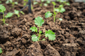 Organic green vegetable planting farm