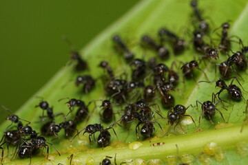 Garden black ant or subgenus Lasius on a green leaf