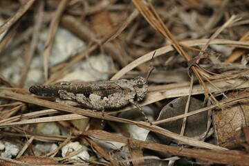 Camouflage Schistocerca nitens or gray bird grasshopper.