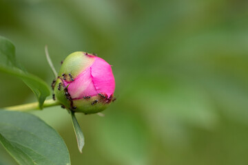 Pink Garden Peony Flower Bud with Ants all over before Blossoming