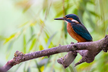 Kingfisher or Alcedo atthis on branch of tree