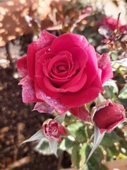 pink roses in a garden
