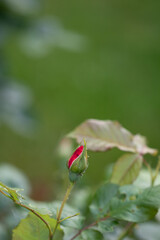 Red Rose Bud in the Garden. Background for text
