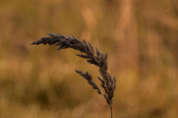 reeds in the wind