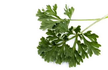A branch of wormwood, Artemisia absinthium isolated on white background