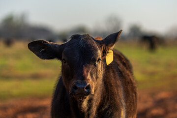 Angus calf portrait with ear cocked back