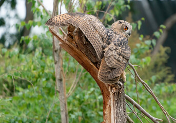 A Eurasian Eagle Owl or Eagle Owl. Land on a stump. With spread wings one wing bent over the stump. Seen from the side in the forest