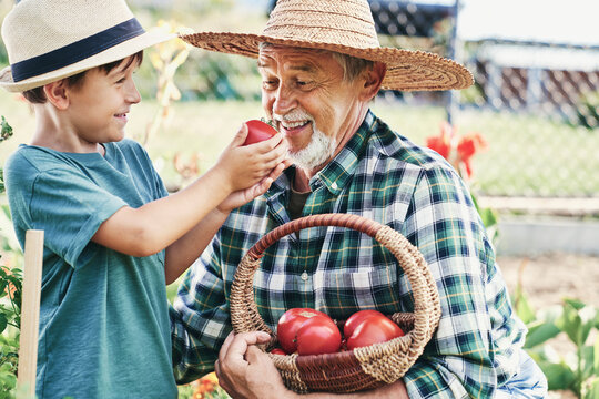 Happy boy giving grandfather to smell a ripe tomato