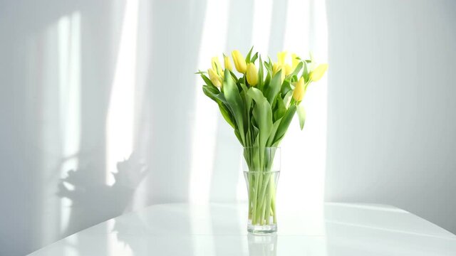 yellow tulips on white table, spring season. Bright morning sun in the open window through the curtains. Abstract white waving curtain in white bedroom apartment.